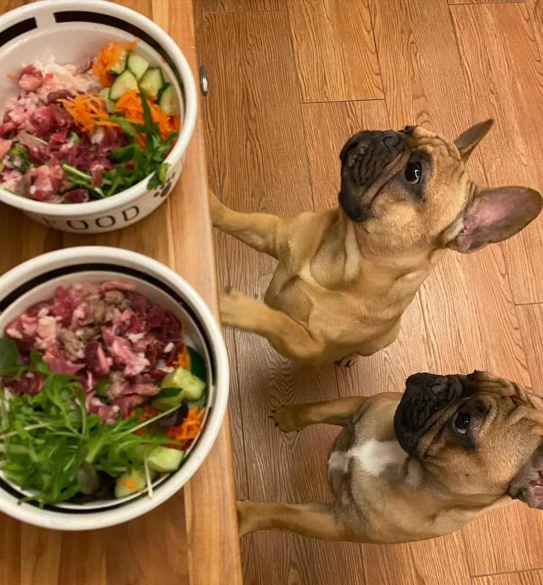 French Bulldogs waiting for food