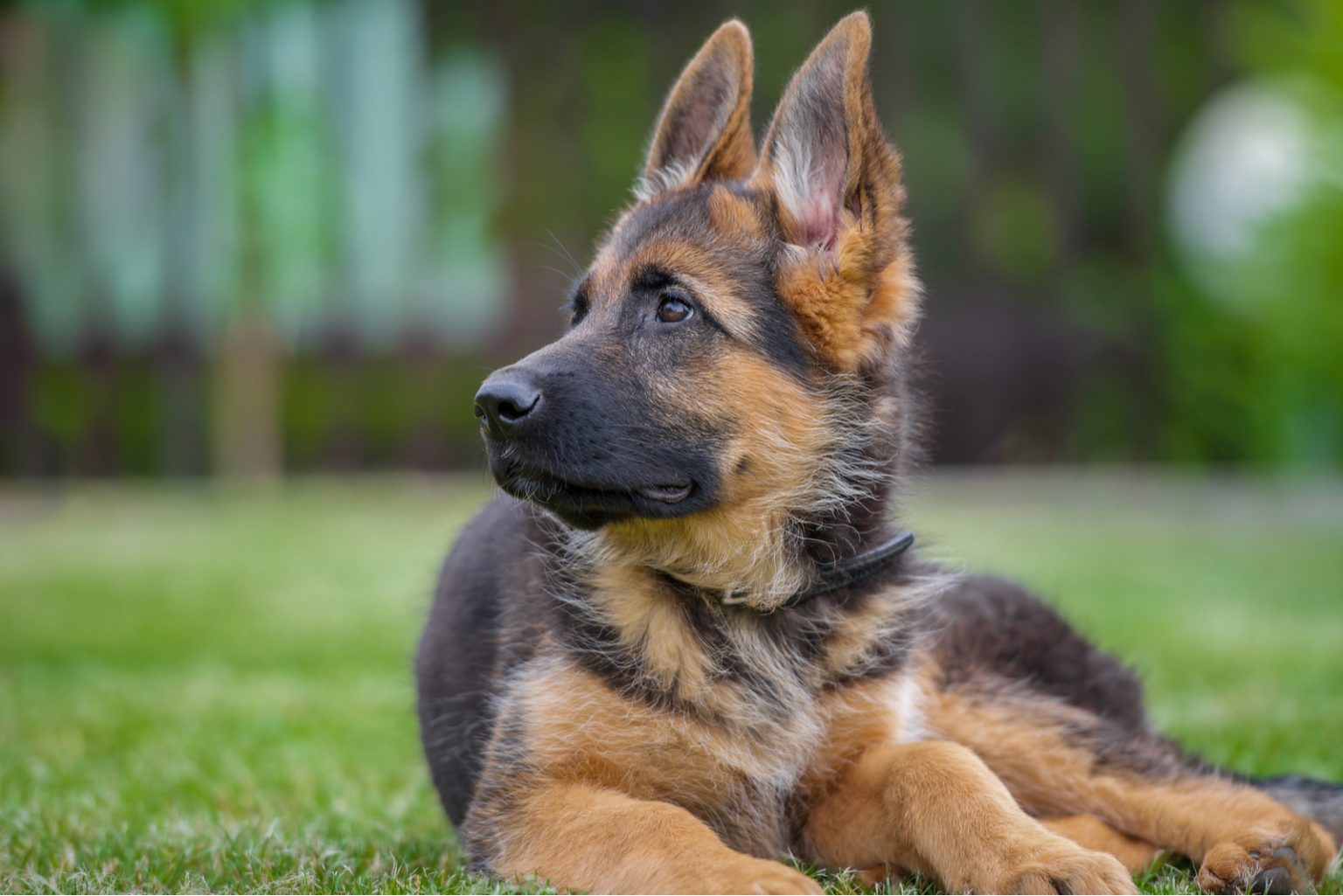 How Much Do German Shepherds Cost German Shepherd Price And Expenses