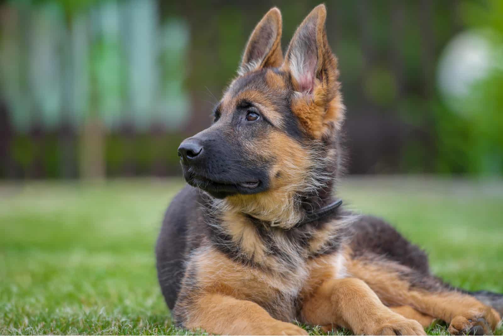How Much Do German Shepherds Cost? German Shepherd Price And Expenses