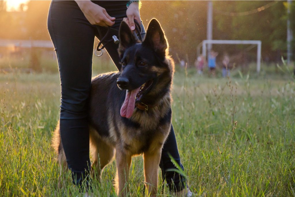 How Much Do German Shepherds Cost? German Shepherd Price And Expenses