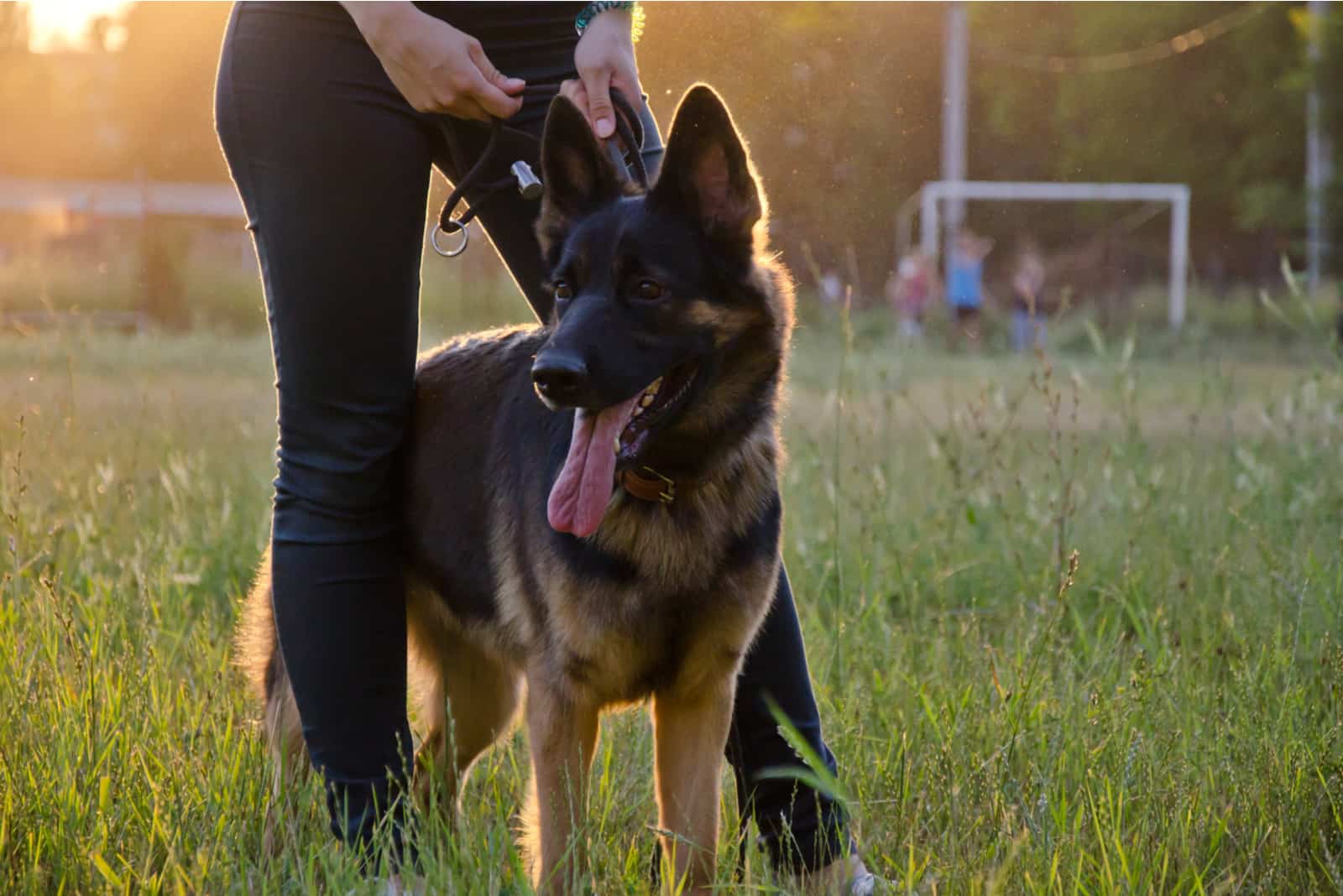 How Much Do German Shepherds Cost? German Shepherd Price And Expenses