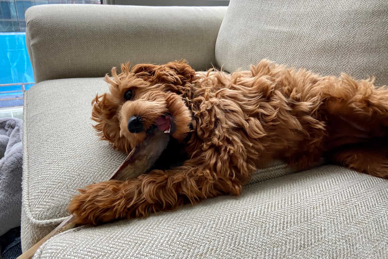 Goldendoodle dog lies on the couch and bites the bone