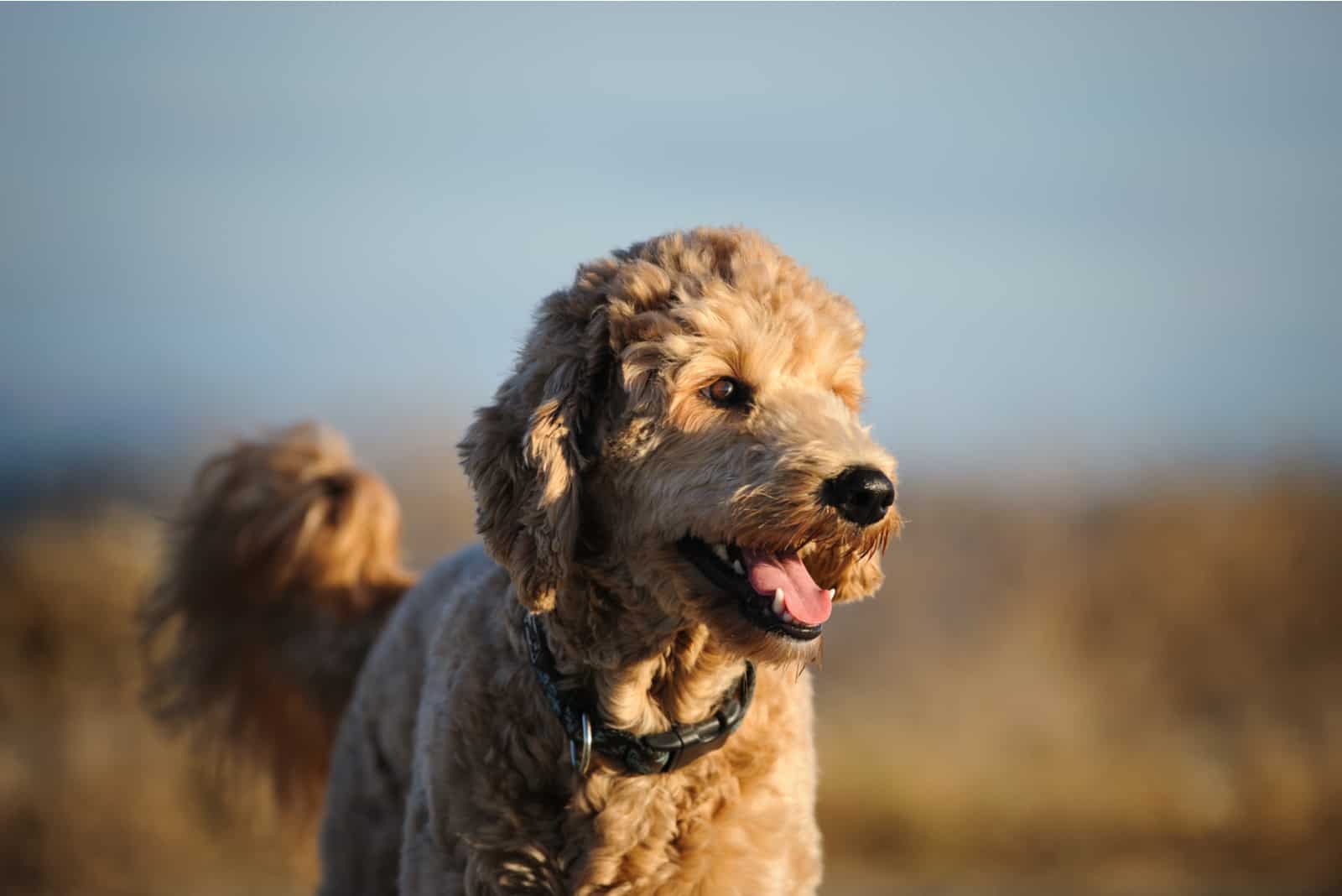 Goldendoodle dog outdoor portrait