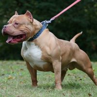 a beautiful pit bull on a leash stands on the grass
