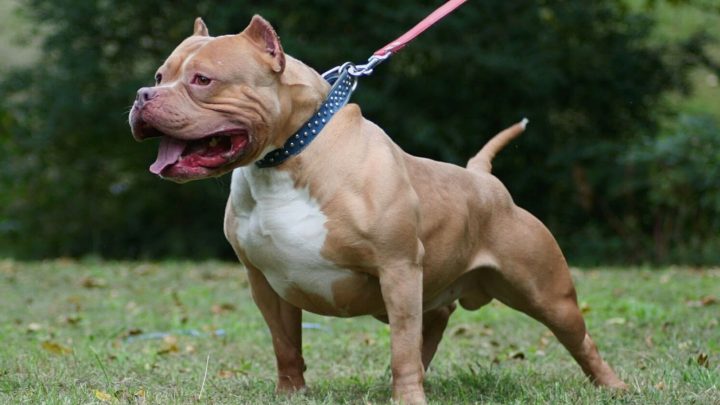 Gotti Pitbull – A Family-Favorite Pitbull Bloodline