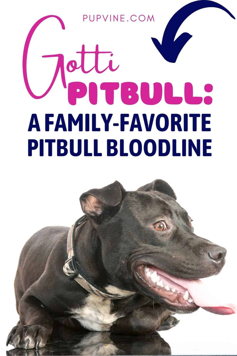 Gotti Pitbull – A Family-Favorite Pitbull Bloodline