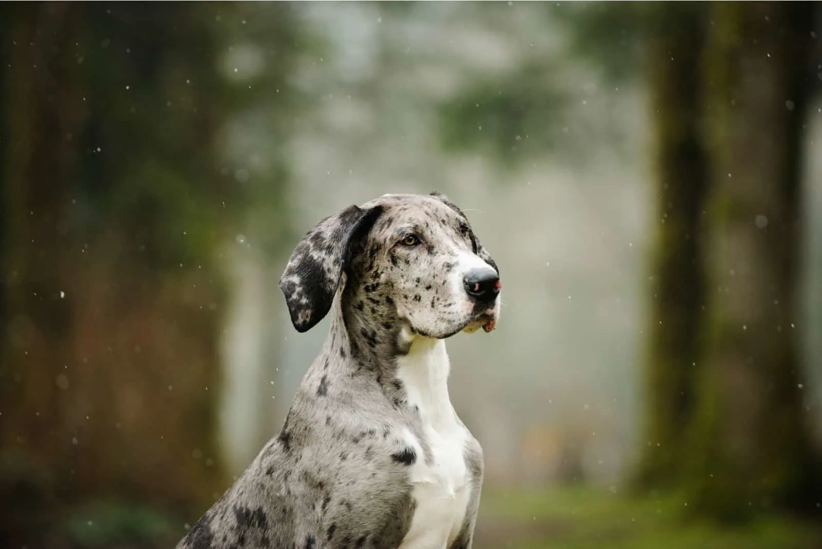Great Dane puppy in a snowy forest