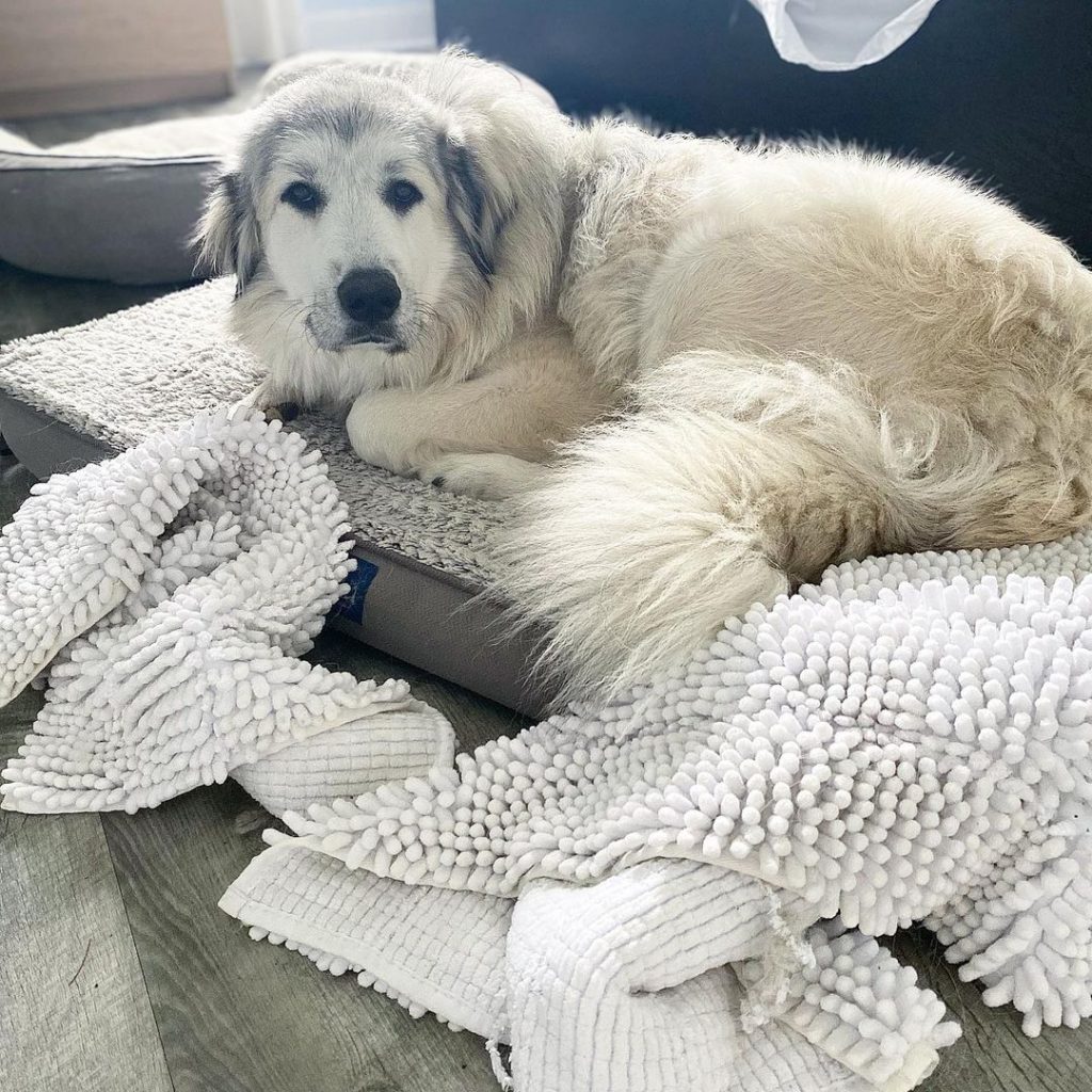 Great Pyrenees Shedding Is There A Way To Stop It?