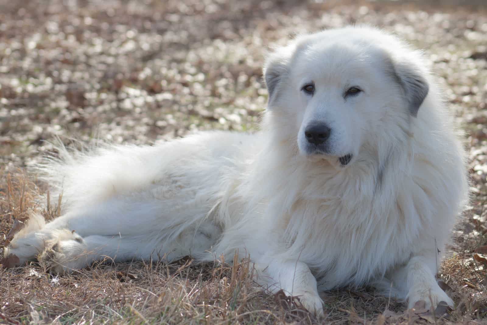 Great Pyrenees Dog Laying on the grass in a field