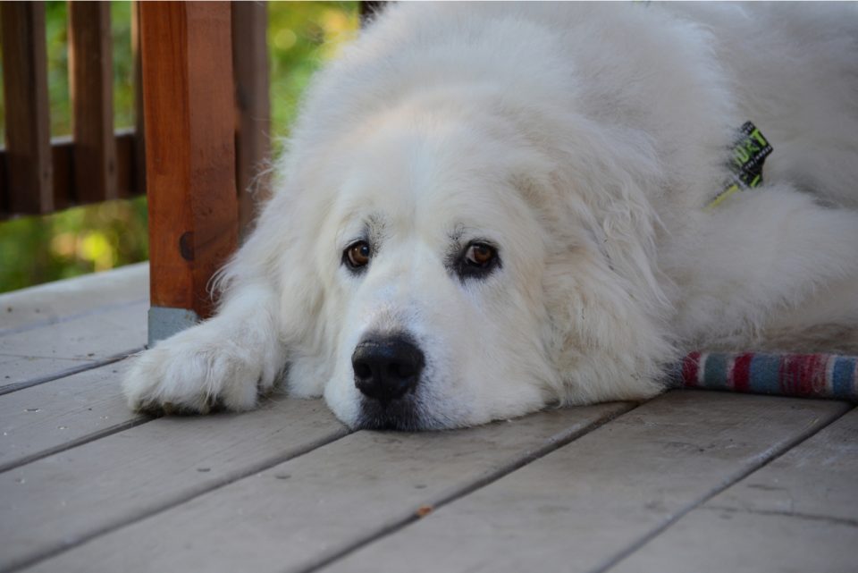 Pyrenees Dog Fall Great Pyrenees Shedding: Is There A Way To Stop It?