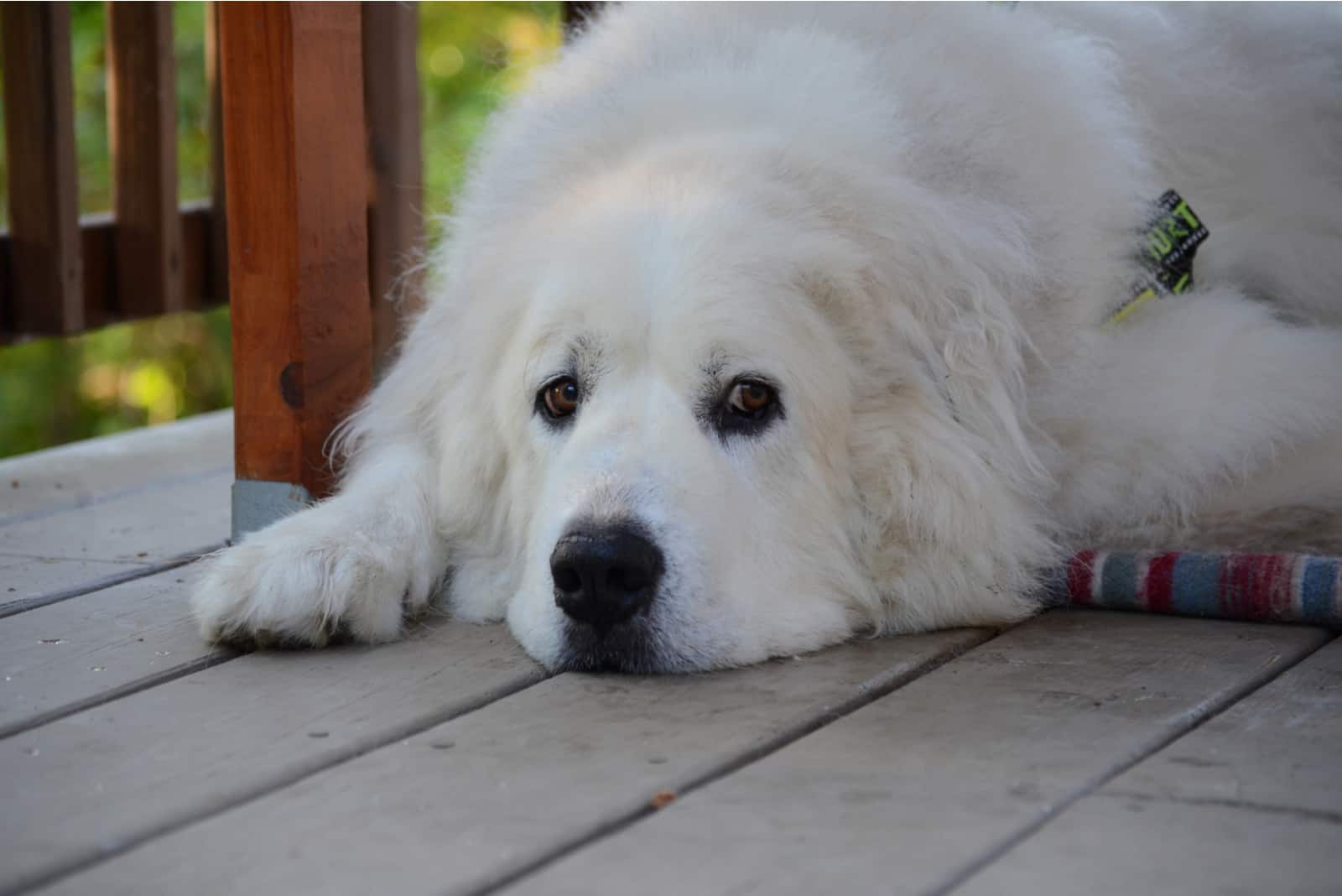 Great Pyrenees Dog lying in front of house