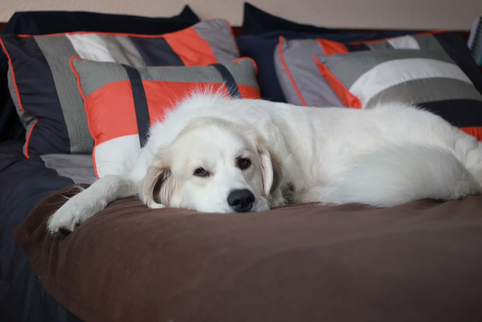 Great Pyrenees Dog lying on the bed