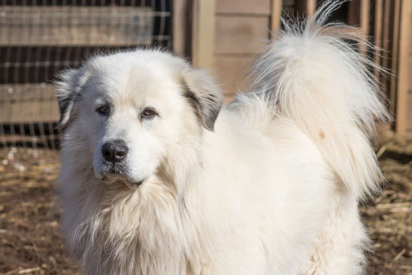 Great Pyrenees Dog standing outdoors