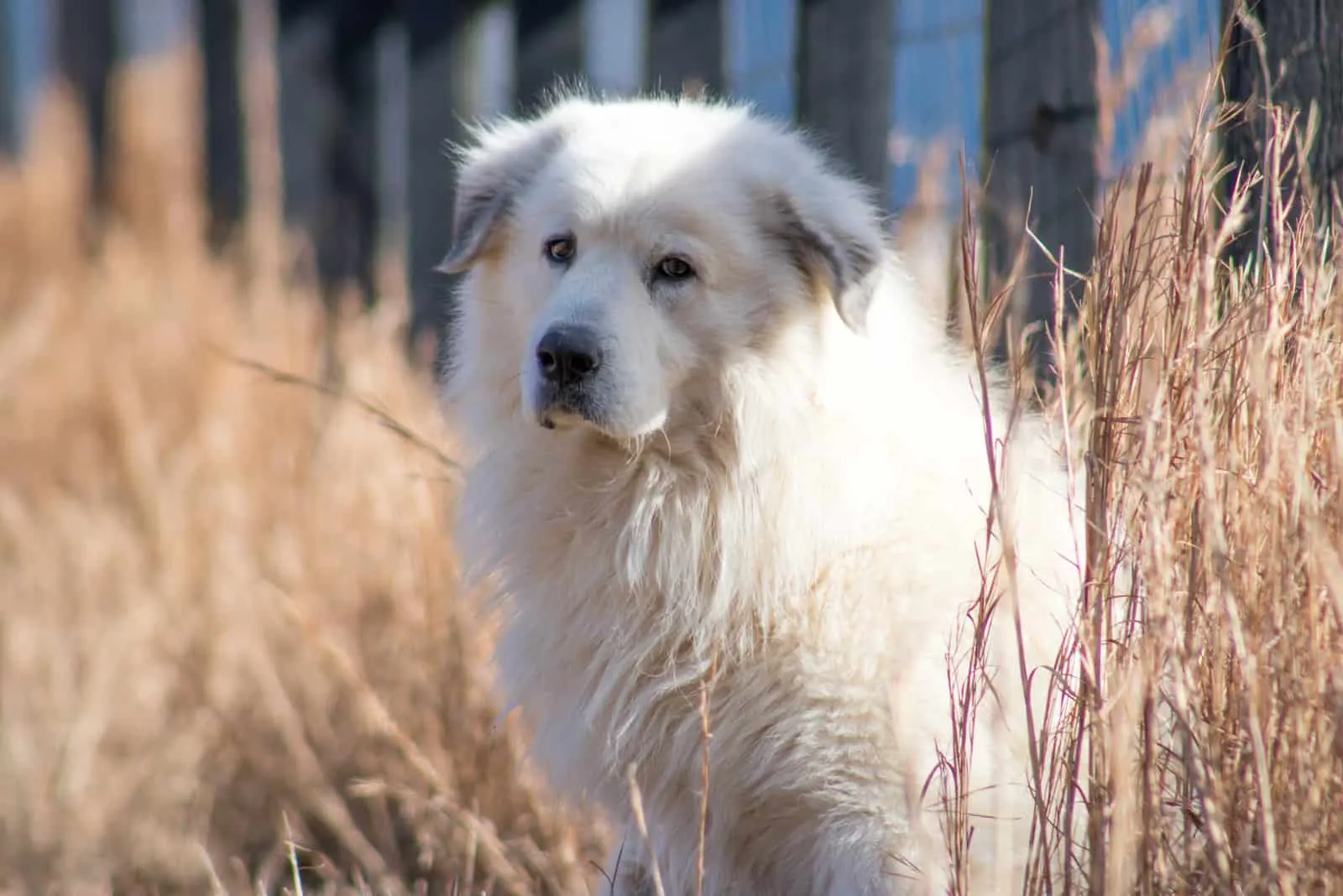 Great Pyrenees Dog standing by the fence