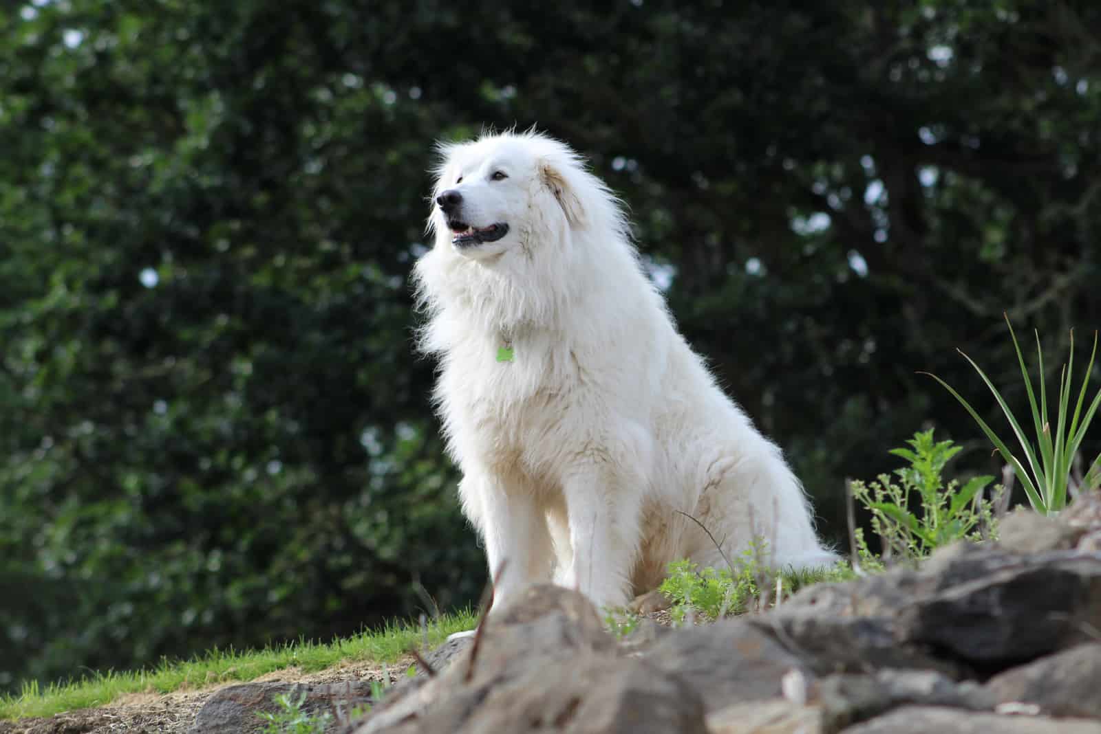 Great Pyrenees Dog Standing On Rock