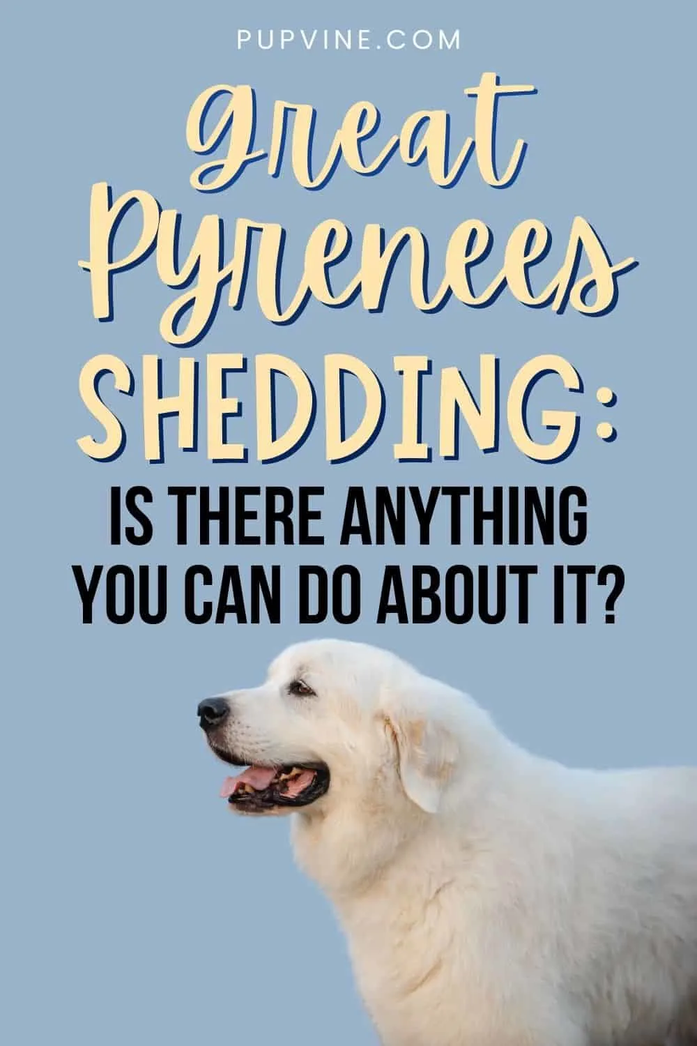 Great Pyrenees Shedding: Is There Anything You Can Do About It?