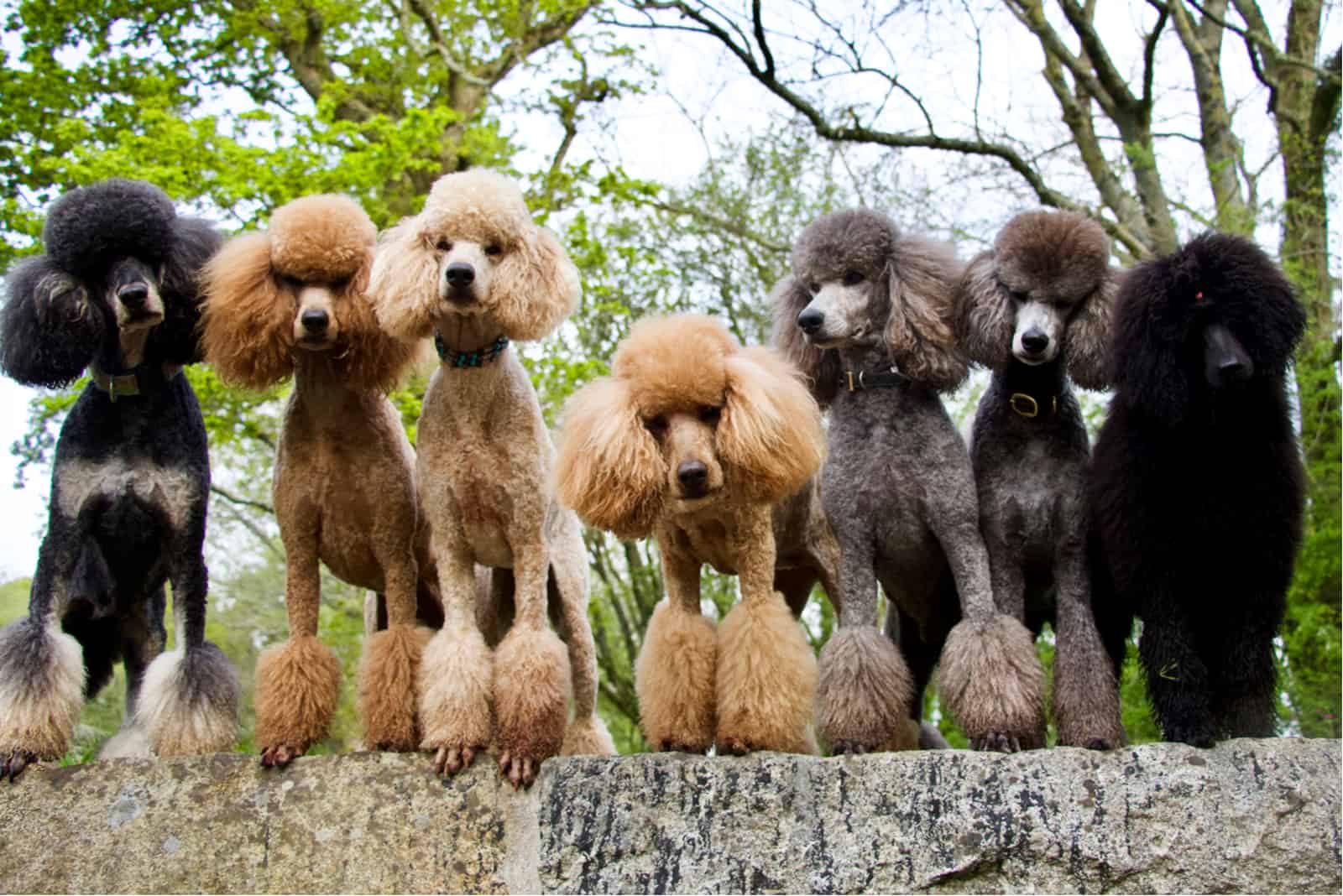 Group of red, apricot, silver and black standard poodles standing on a stone wall