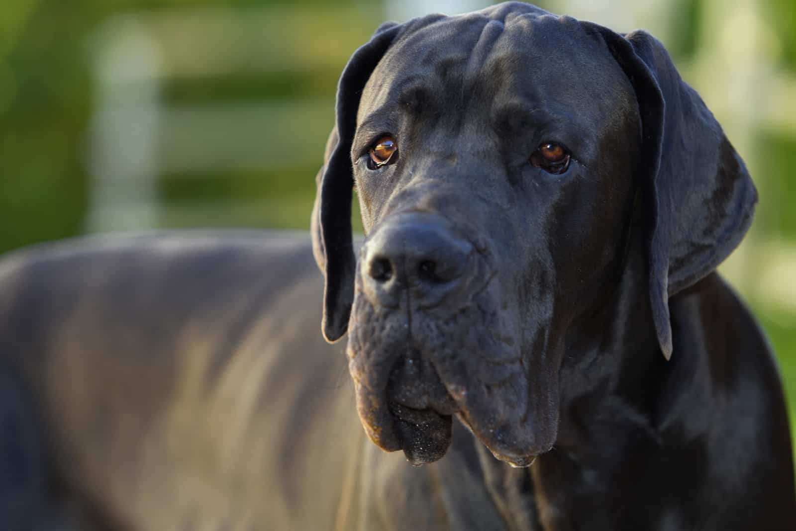 Handsome blue great dane