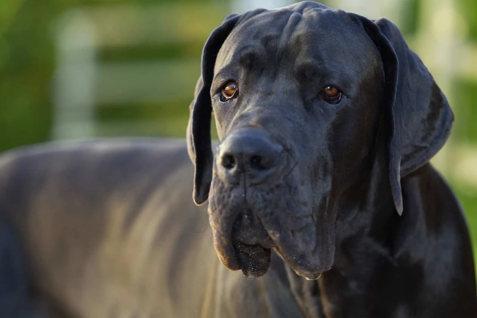 Handsome blue great dane