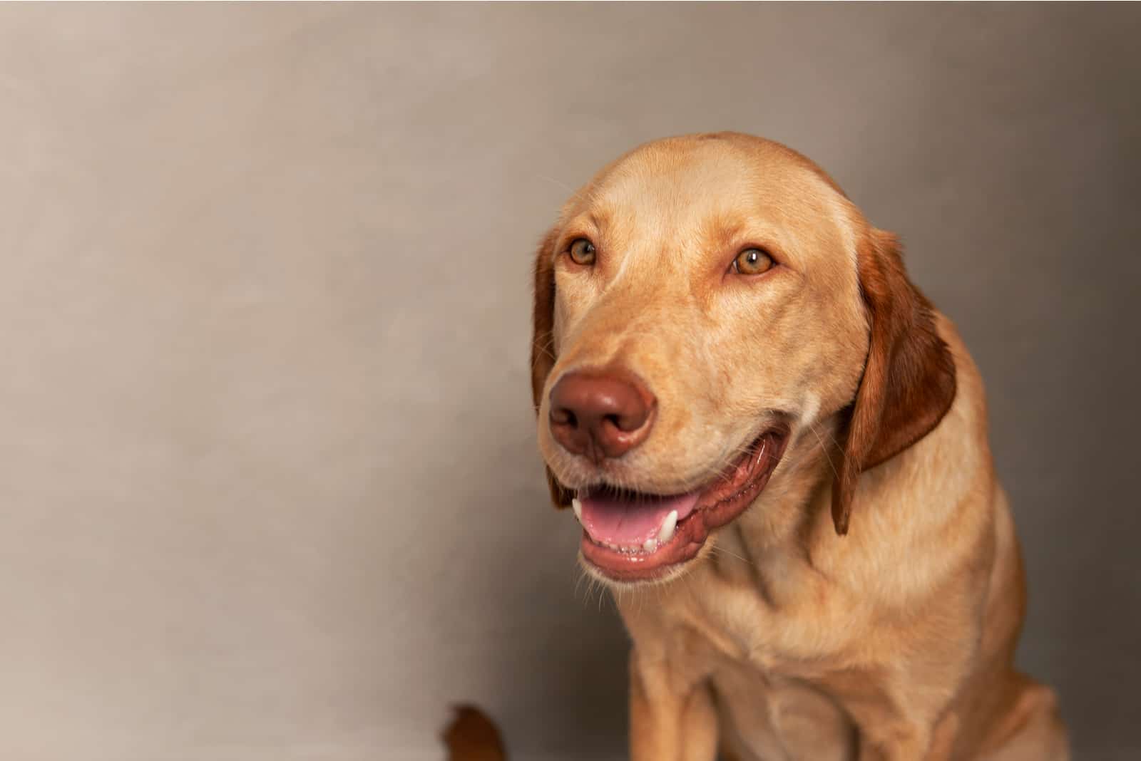 Happy yellow Dudley Labrador