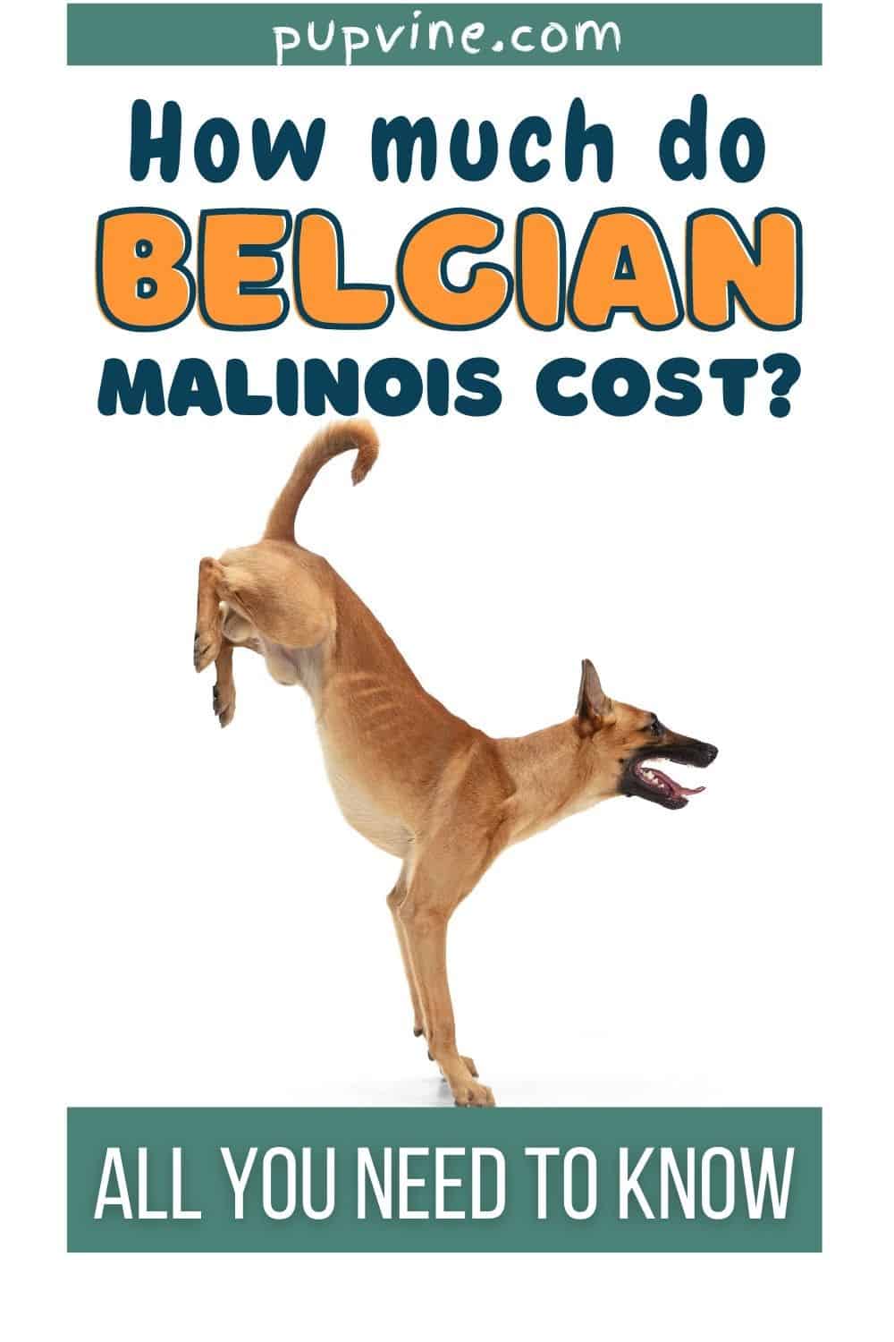 How Much Do Belgian Malinois Cost? All You Need To Know