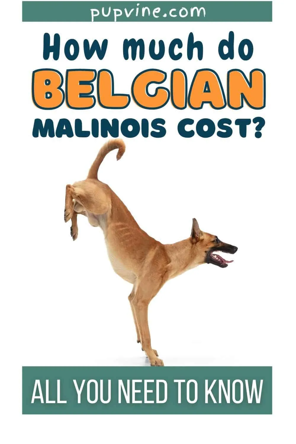 How Much Do Belgian Malinois Cost? All You Need To Know