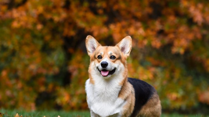 How Much Do Corgis Cost? Prices And Expenses Calculated