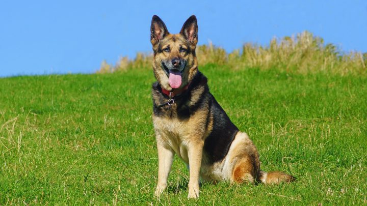 How Much Do German Shepherds Cost? German Shepherd Price And Expenses