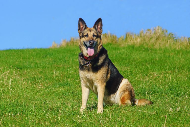 German Shepherd dog sitting on the grass