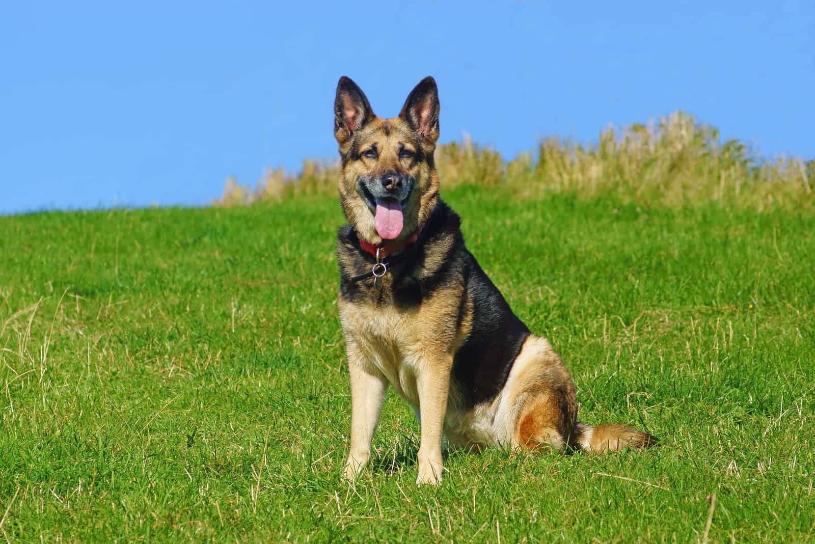 How Much Do German Shepherds Cost German Shepherd Price And Expenses