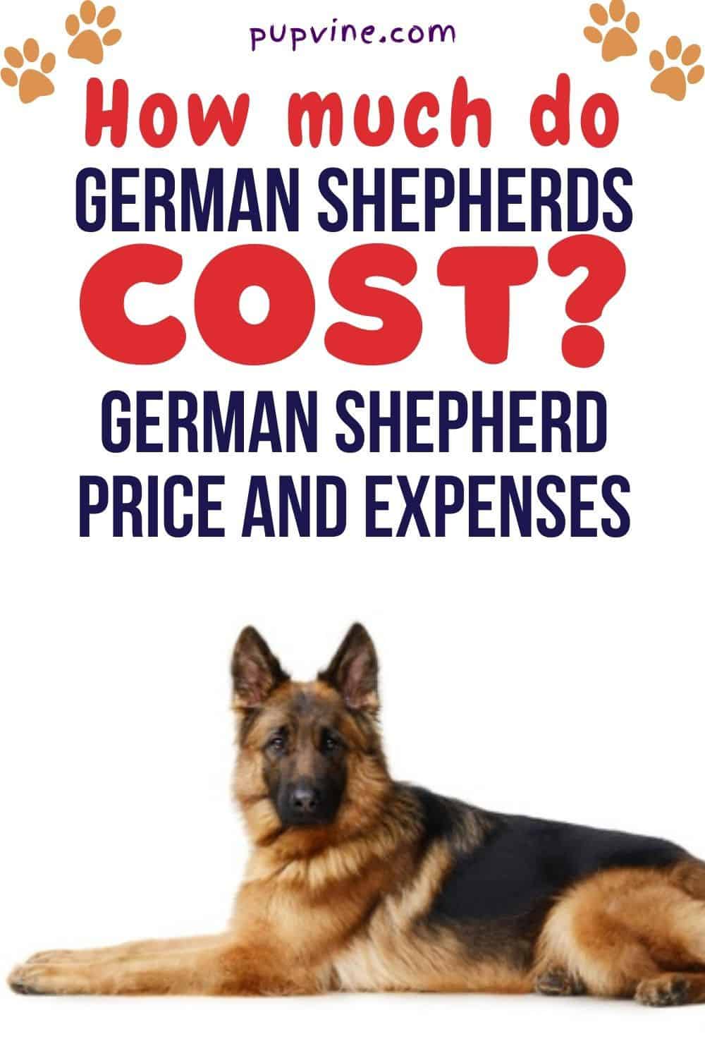 How Much Do German Shepherds Cost? German Shepherd Price And Expenses