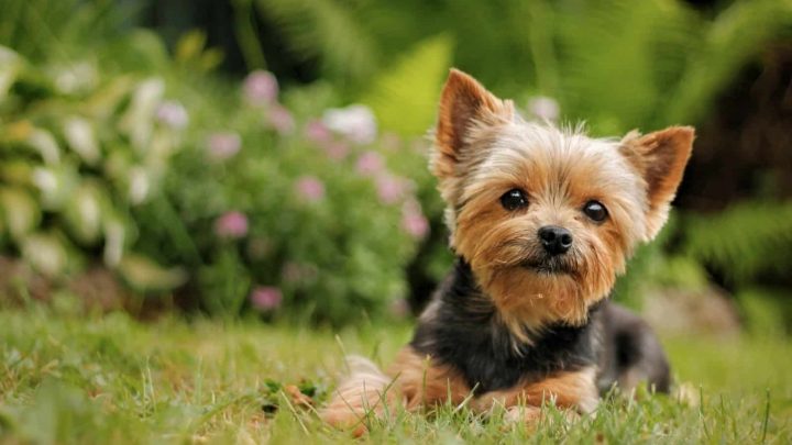 how much does yorkie puppies cost