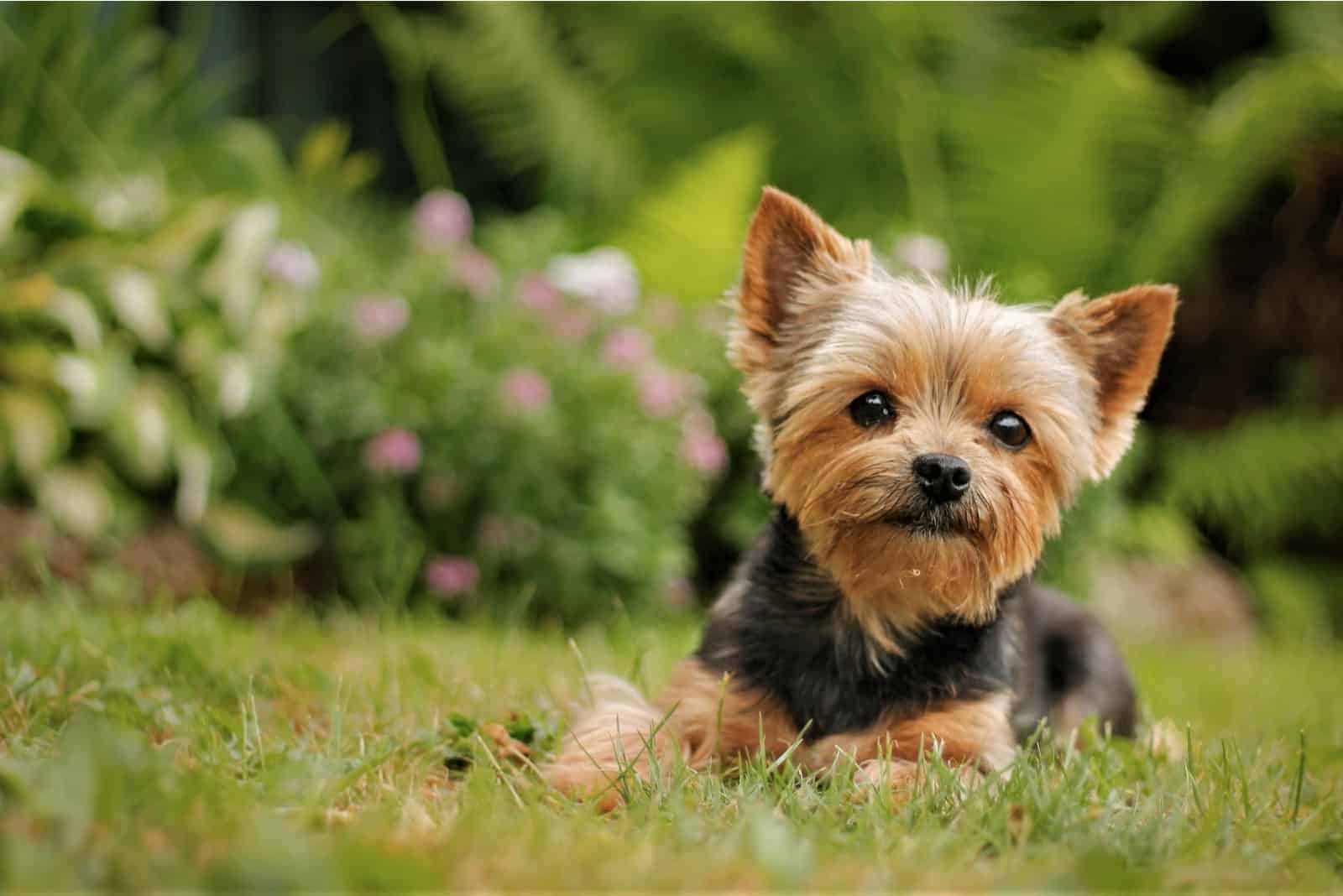 How Much Do Yorkies Cost? Yorkshire Terrier Costs Explained