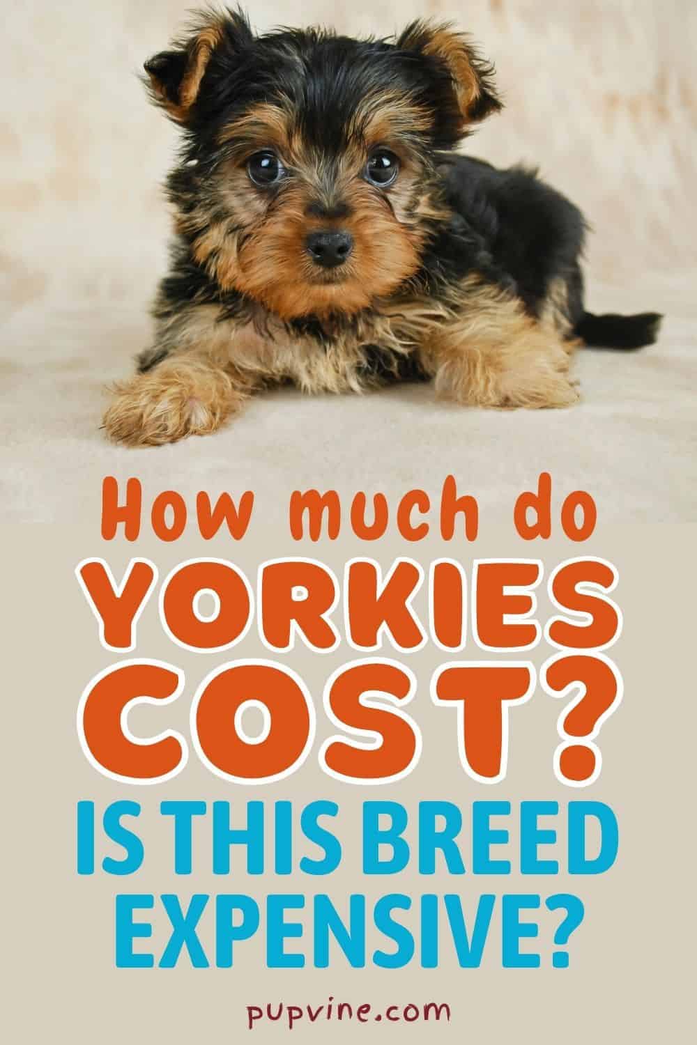 How Much Do Yorkies Cost: Is This Breed Expensive?