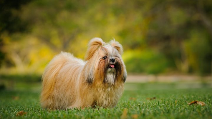 How Much Does A Shih Tzu Cost? Buying And Raising Shih Tzus