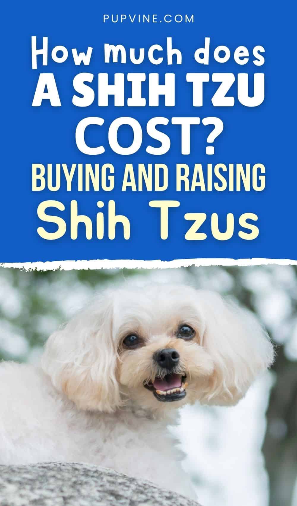 How Much Does A Shih Tzu Cost Buying And Raising Shih Tzus