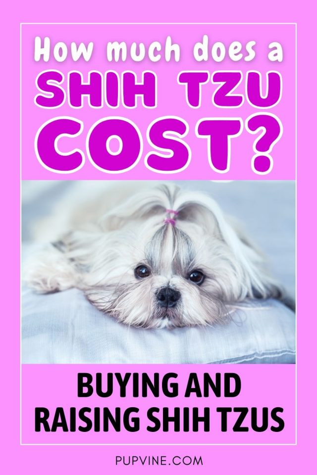 How Much Does A Shih Tzu Cost? Buying And Raising Shih Tzus