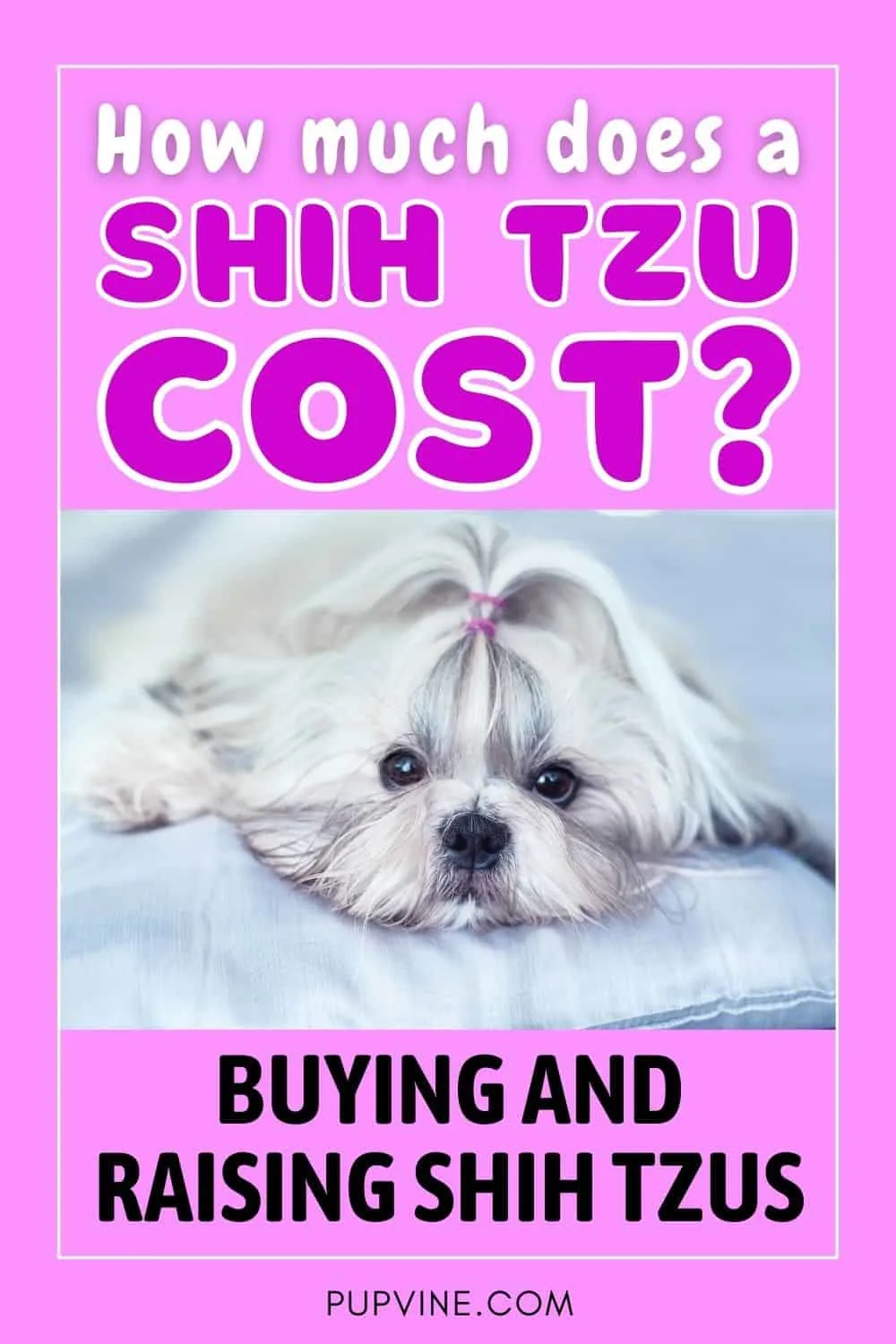How Much Does A Shih Tzu Cost_ Buying And Raising Shih Tzus 