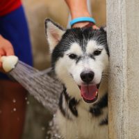 siberian husky taking bath