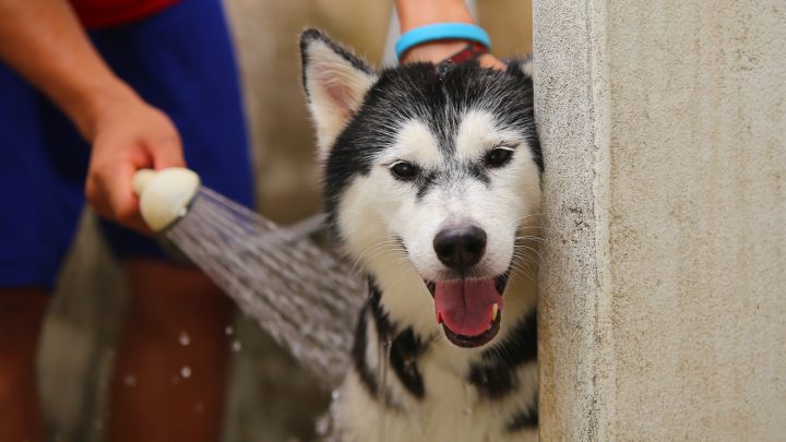 How Often Should You Bathe A Husky?