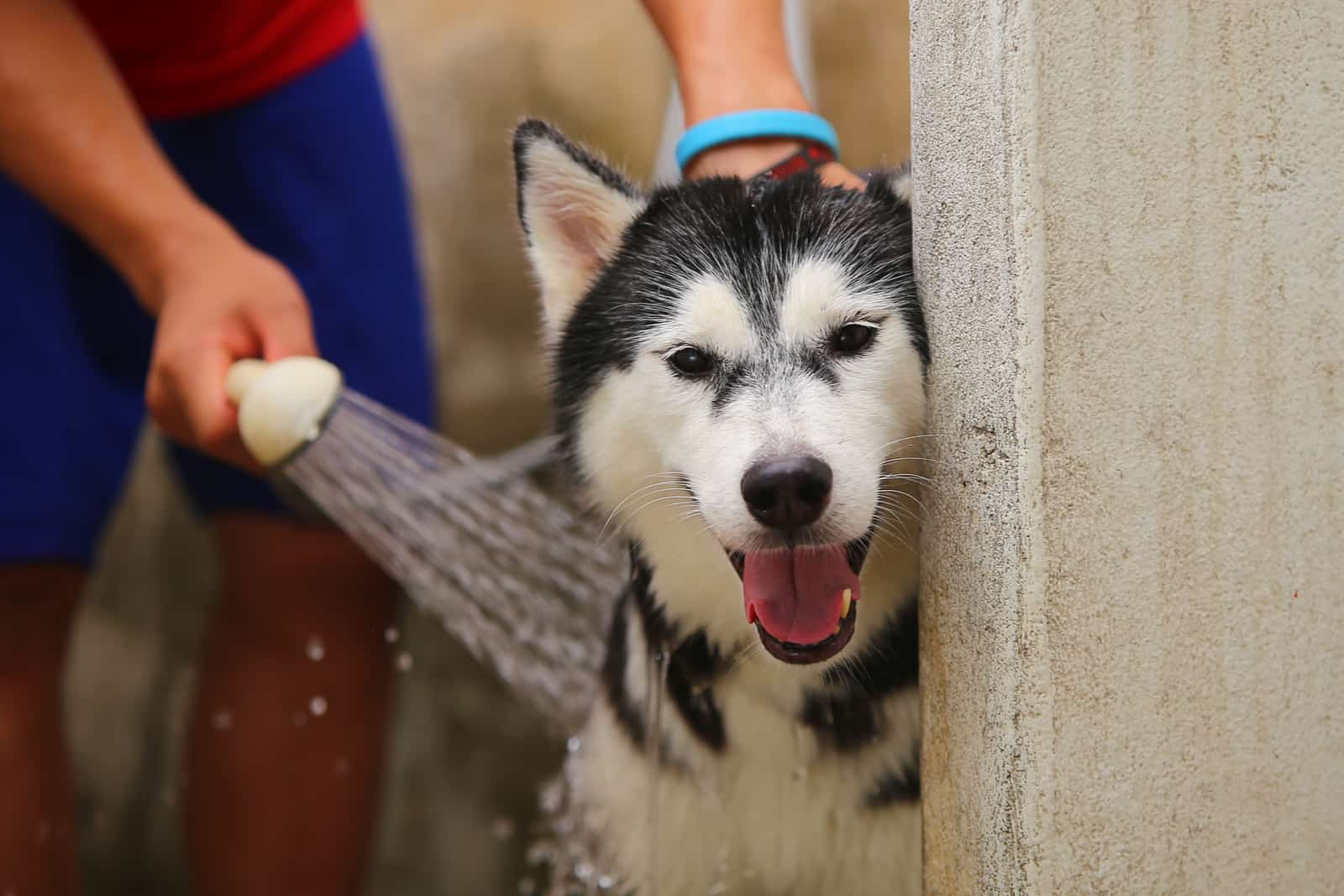 siberian husky taking bath