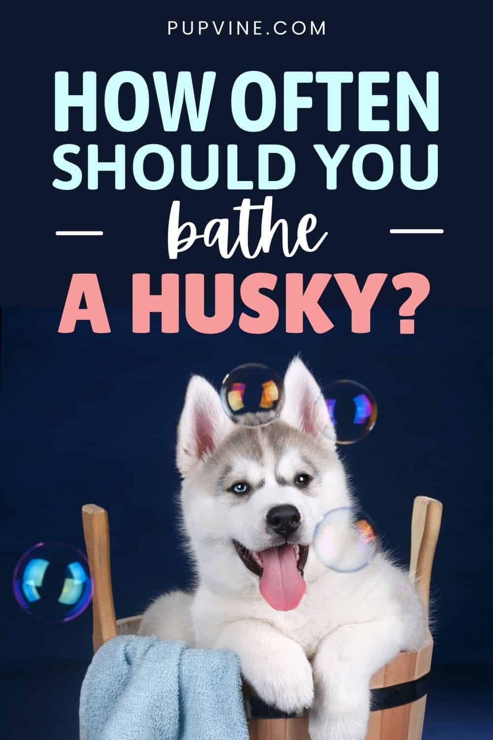 How Often Should You Bathe A Husky?