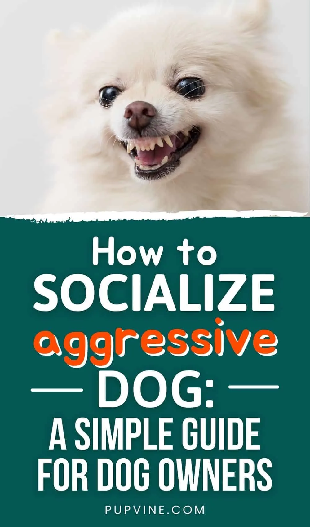 How To Socialize An Aggressive Dog A Simple Guide For Dog Owners