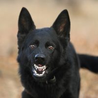 an aggressive black dog barks at someone