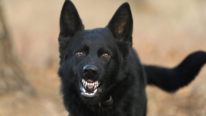 How To Socialize An Aggressive Dog: Guide For All Dog Owners