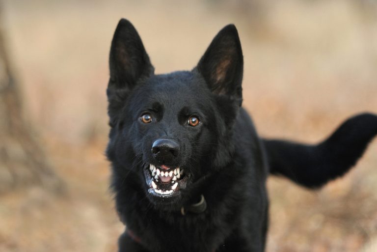 an aggressive black dog barks at someone