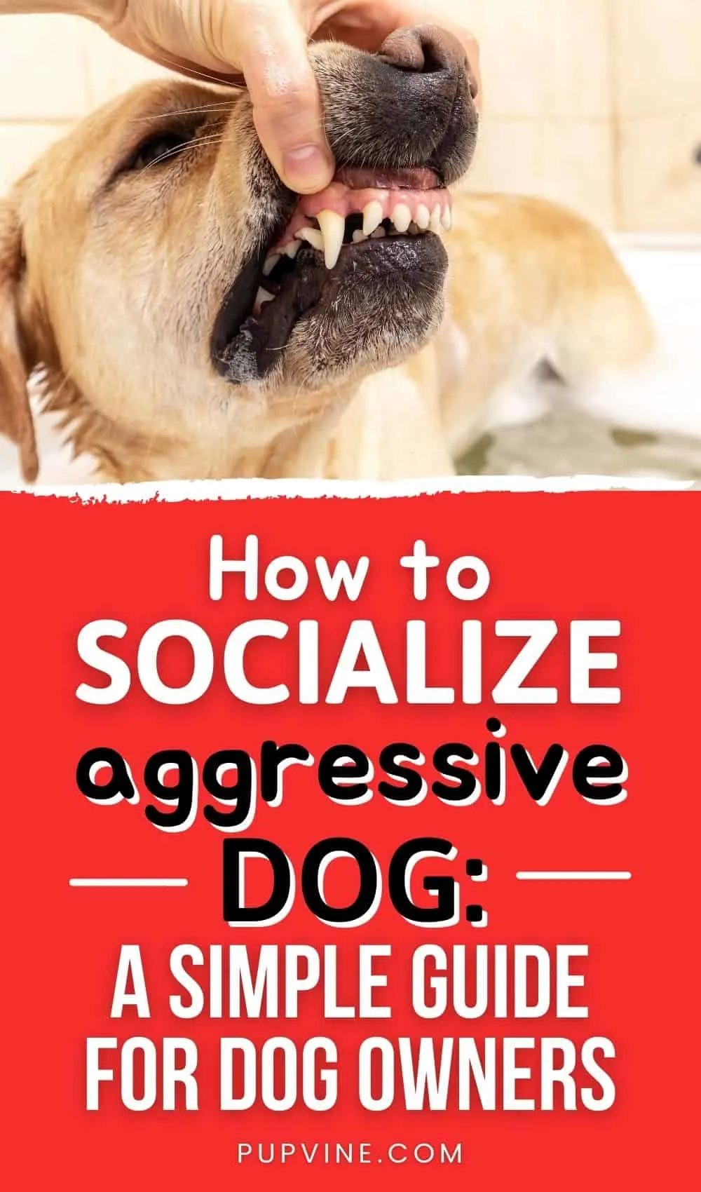 How To Socialize An Aggressive Dog: A Simple Guide For Dog Owners