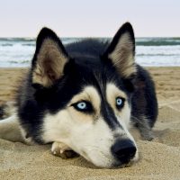 the Siberian Husky dog lies on the beach