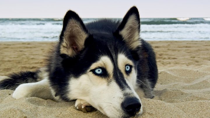 why do huskies eyes change color