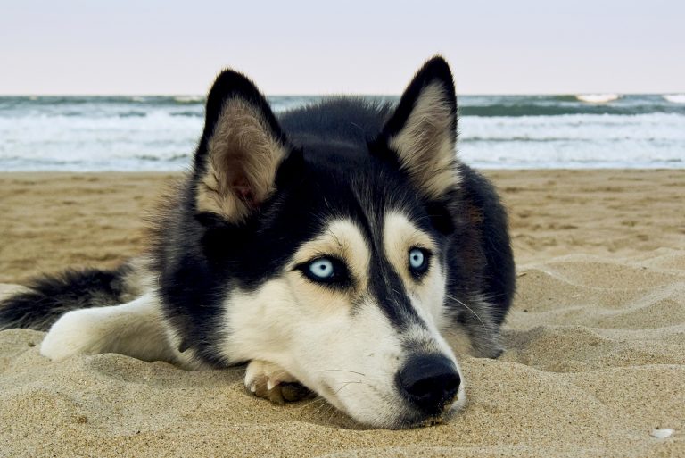 the Siberian Husky dog lies on the beach